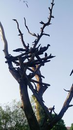 Low angle view of tree against clear sky