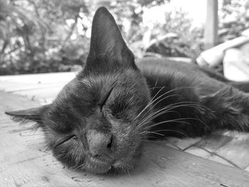 Close-up of cat sleeping