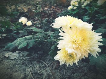 Close-up of yellow flower blooming outdoors