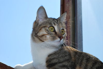 Close-up of a cat looking away