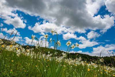 Plants growing on field against sky