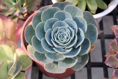 Close-up of succulent plant