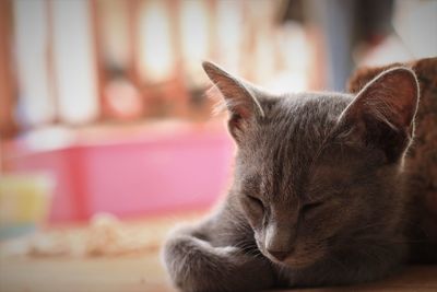 Close-up of cat resting