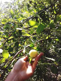 Person holding apple on tree