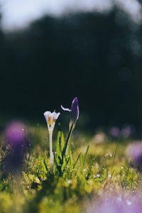 Close-up of white crocus flowers on field