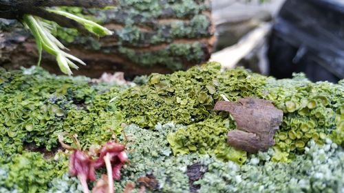 High angle view of moss growing on rock