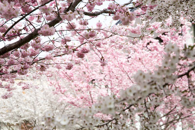 Low angle view of cherry blossom