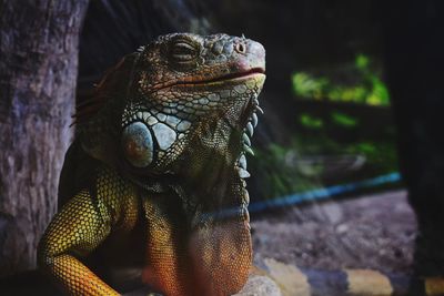 Close-up of lizard on land