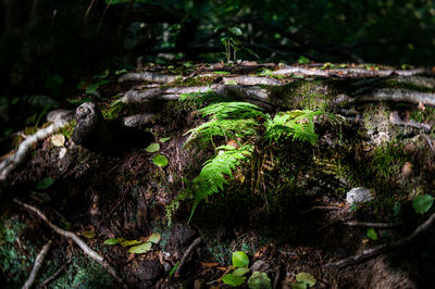 Close-up of moss growing on tree trunk