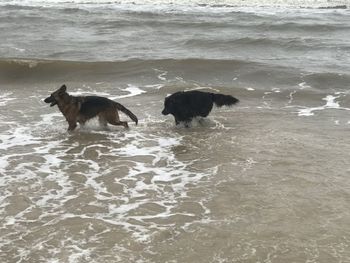 Dog on beach