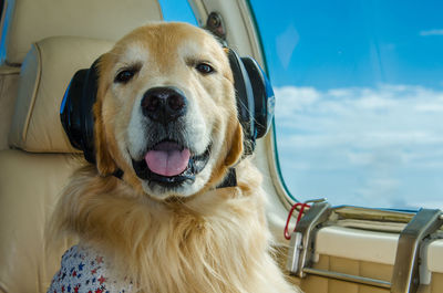 Close-up portrait of dog in car