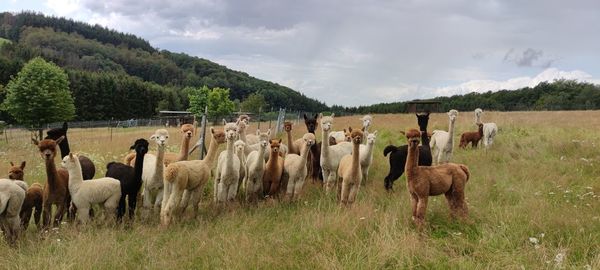 Horses in a field