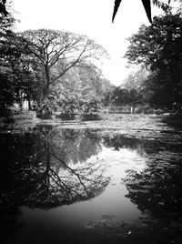 Reflection of trees in river