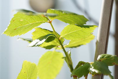 Close-up of green leaves