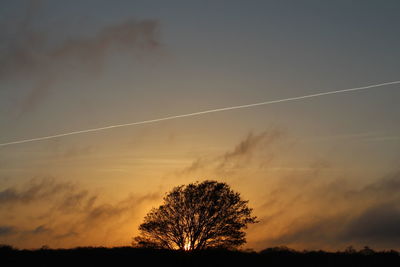 Silhouette of trees at sunset