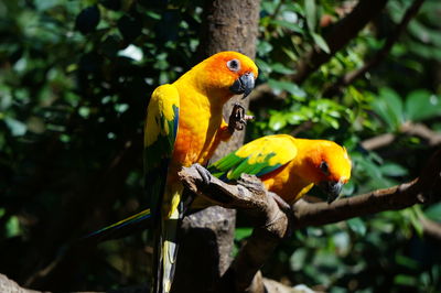 Bird perching on branch