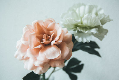 Close-up of flower over white background