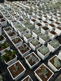 High angle view of plants