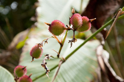 Close-up of pink flowering plant