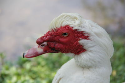 Close-up of a bird