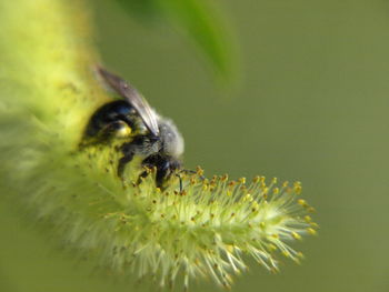 Close-up of bee pollinating flower