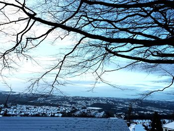 Bare trees against sky