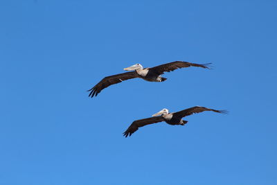 Low angle view of birds flying in sky