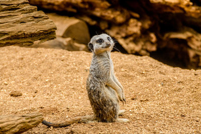 Close-up of giraffe standing on rock