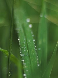 Full frame shot of wet leaves on rainy day