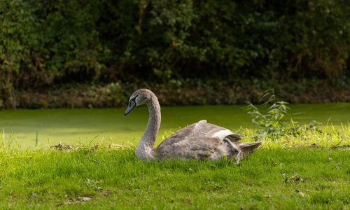 Swans on grassy field