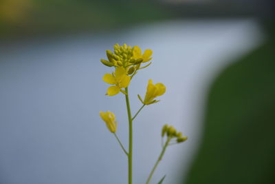 Close-up of yellow flowering plant