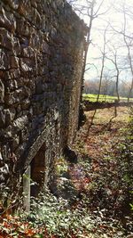 Ivy growing on wall