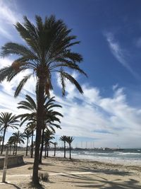 Palm trees on beach against sky
