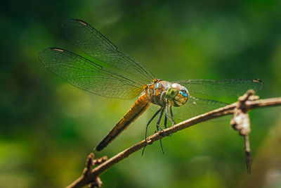 A dragonfly perched on a tree brench with isolate background.