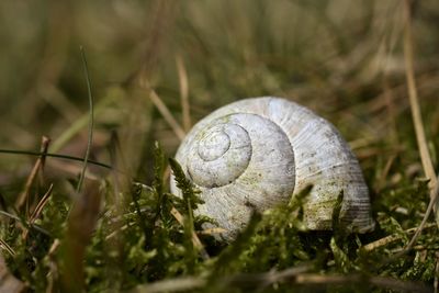 Close-up of snail on mushroom