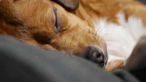 Close-up of dog relaxing on bed