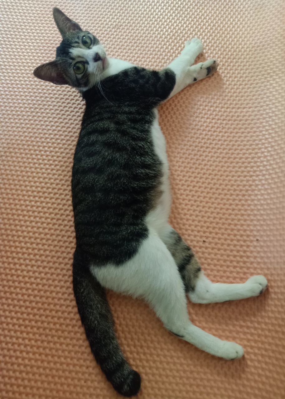 HIGH ANGLE VIEW OF CAT LYING DOWN ON FLOOR