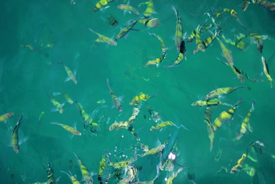 Fishes swimming in sea