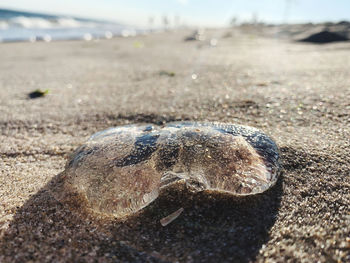 Close-up of shell on sand