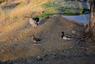 Close-up of birds