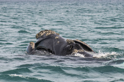 Close-up of seal swimming in sea