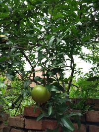 Apples on tree