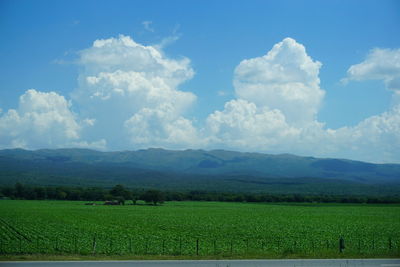 Scenic view of agricultural field against sky