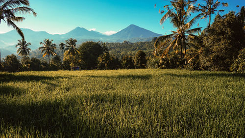 Scenic view of field against sky