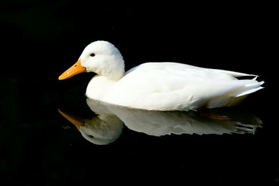 Close-up of swan swimming in lake