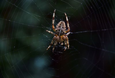 Spider on web