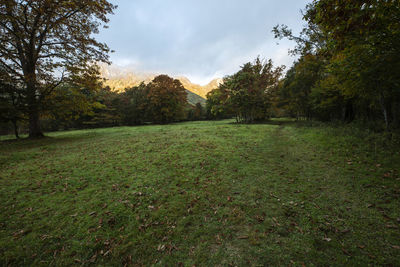 Scenic view of trees on field against sky