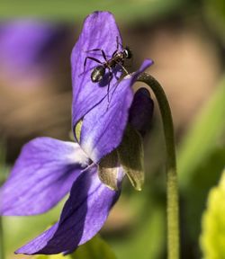 Close-up of bee on purple flower