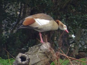 Close-up of bird perching on tree