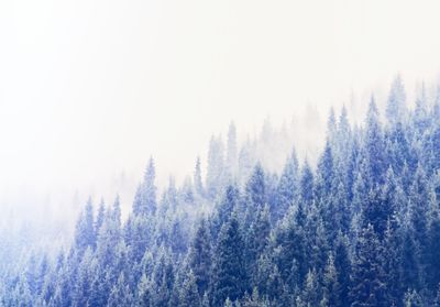 Pine trees in forest against sky during winter